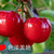 白鹿人家陕西有机樱桃精品果2.6斤（单果重8克以上）三天内发货第4张高清大图
