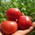 白鹿人家悦品鲜陕西有机西红柿2.5kg（仅限西安市区发货）第5张高清大图