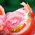 白鹿人家悦品鲜陕西有机西红柿2.5kg（仅限西安市区发货）第4张高清大图