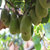 鲜有机荟凉都红心猕猴桃12个单果50g-70g第5张高清大图