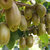 鲜有机荟凉都红心猕猴桃12个单果50g-70g第2张高清大图