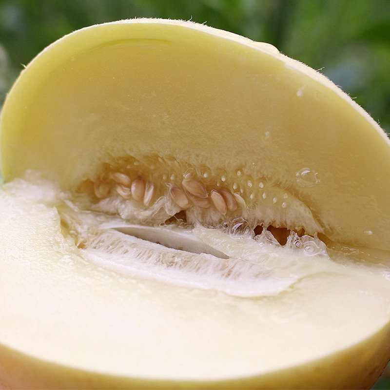 村夫之树阎良白肉密甜瓜5斤装香甜多汁产地直发